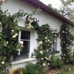 le petit val rose.JPG